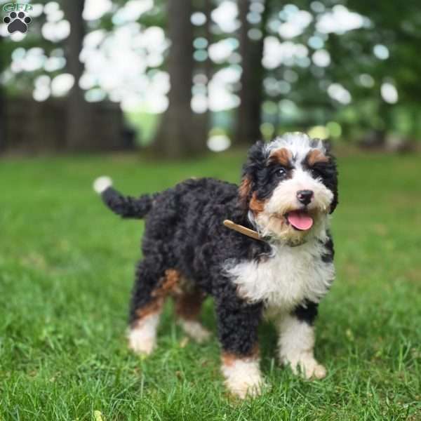 Ellie, Mini Bernedoodle Puppy